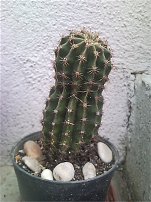kaktus